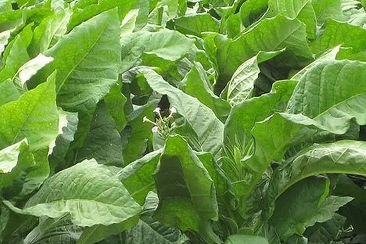 manfaat kesehatan tembakau