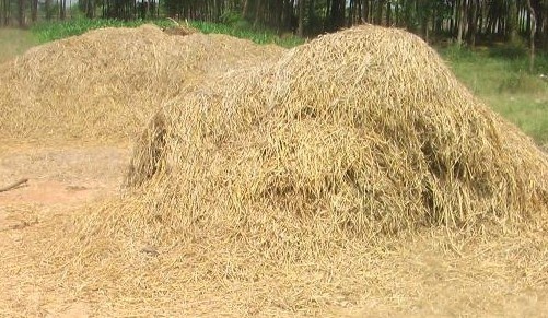 pakan ternak dari jerami