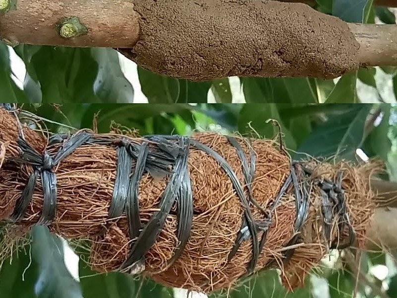 Sabut Kelapa untuk Mencangkok Tanaman 