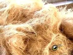 permintaan global sabut kelapa