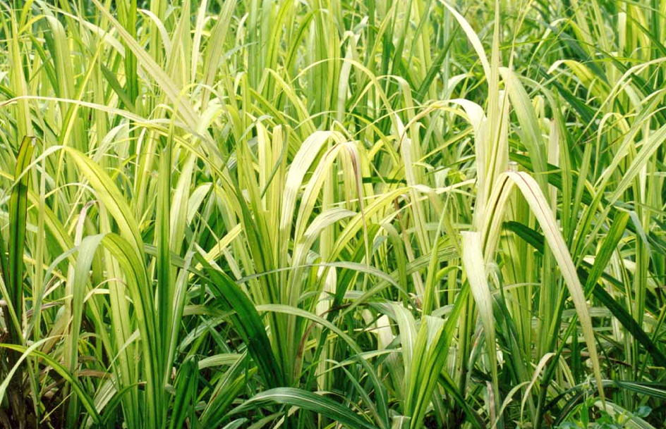 perbandingan nutrisi rumput odot dan rumput gajah