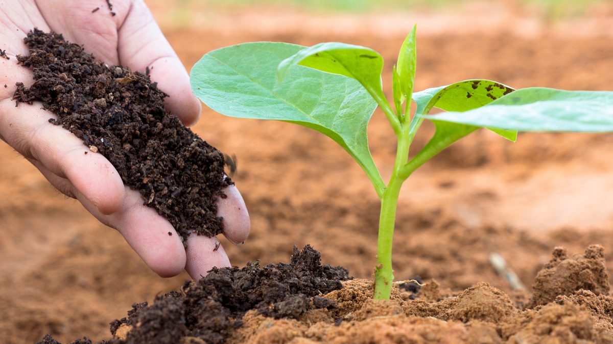 Sabut Kelapa Filter Tanah