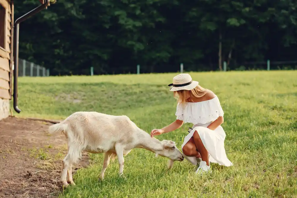 cara mencegah kambing dari cacingan