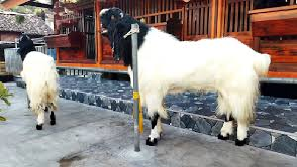 perbedaan kambing etawa dan boer