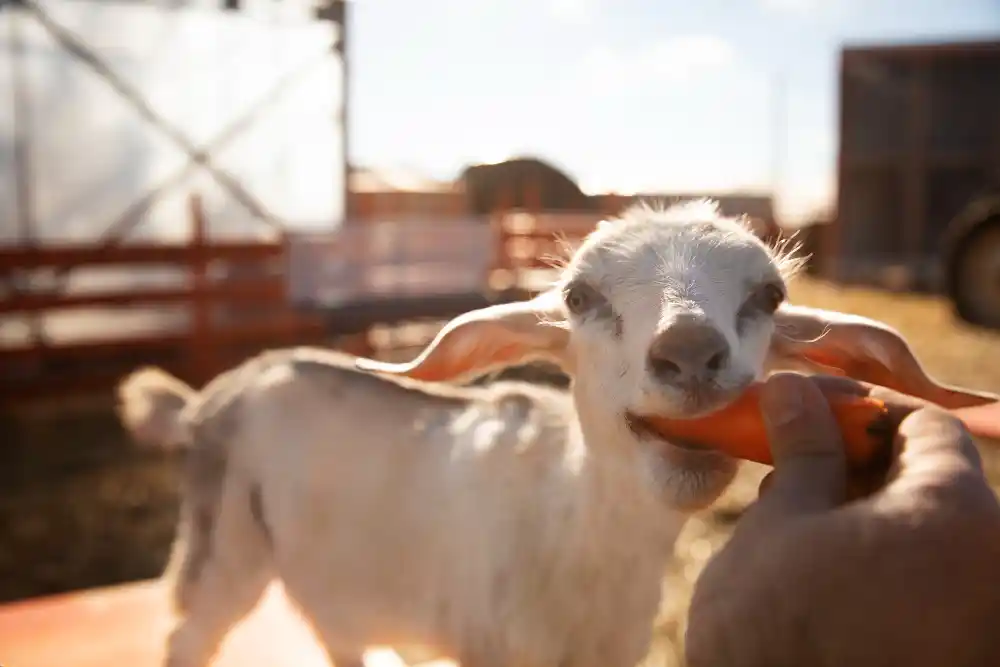metode ternak kambing modern