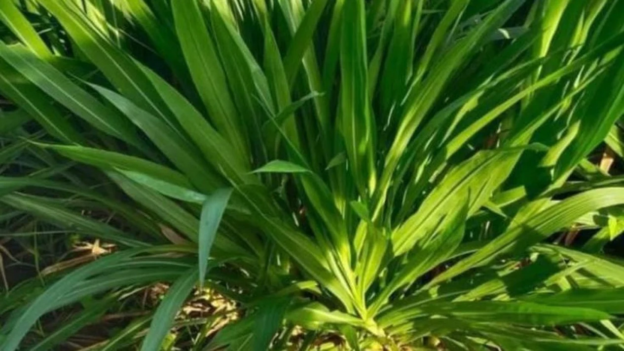 rumput bernutrisi tinggi ternak
