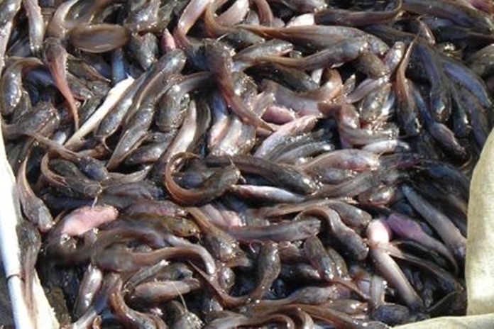 cara cepat sembuhkan lele