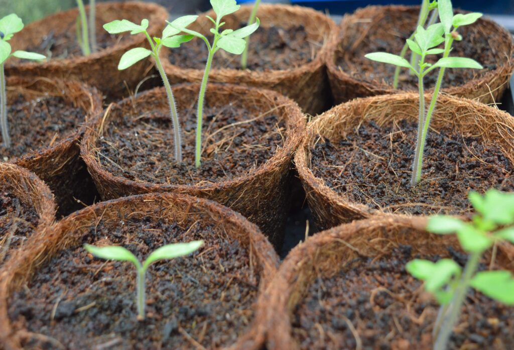 Keunggulan Sabut Kelapa untuk Hidroponik