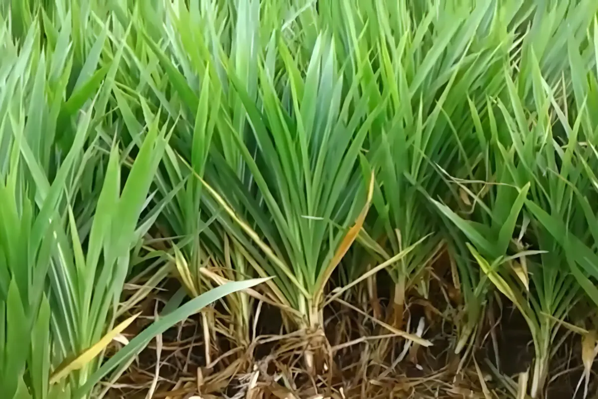 rumput hijau sumber serat