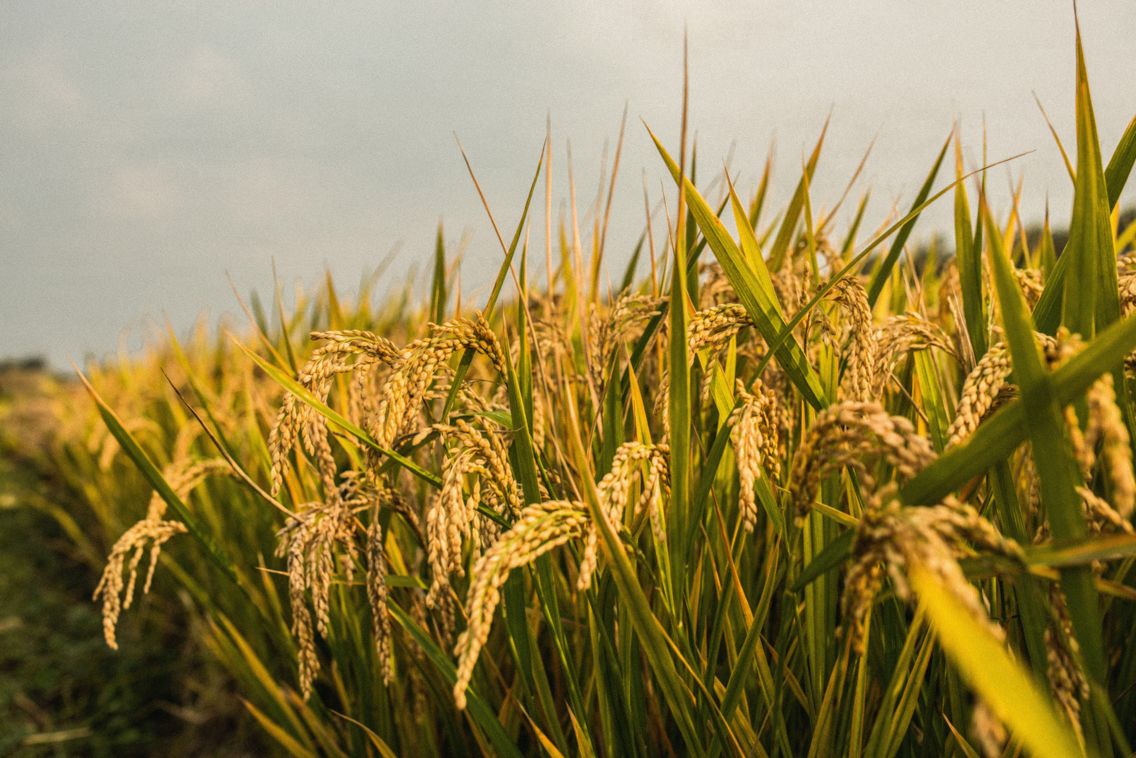 Keunggulan alat pengolah gabah