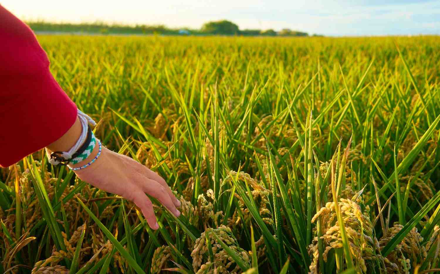 Cara Mengoperasikan Mesin Perontok Padi